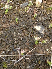 Placidium squamulosum