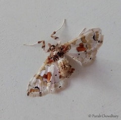 Leucinodes orbonalis