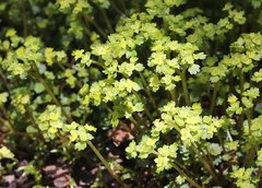 Chrysosplenium flagelliferum