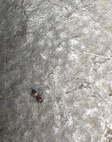 photo of Ferruginous Carpenter Ant (Camponotus chromaiodes)