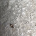 photo of Ferruginous Carpenter Ant (Camponotus chromaiodes)