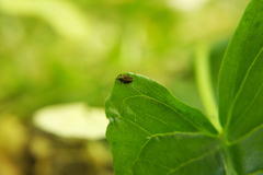 Lignyodes enucleator
