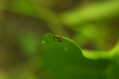Lignyodes enucleator