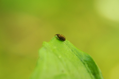 Lignyodes enucleator