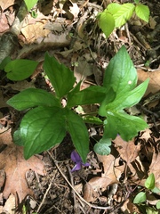 Viola triloba