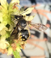 Anthidium manicatum