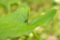 Lignyodes enucleator