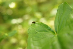 Lignyodes enucleator