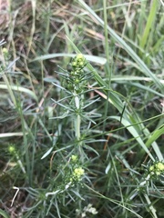 Galium verum