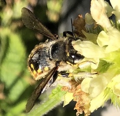 Anthidium manicatum