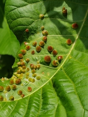 Phylloxera caryaefallax