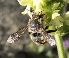 Anthidium manicatum