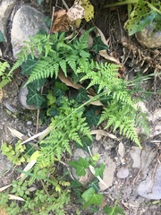 Asplenium adiantum-nigrum