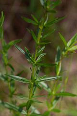 Hypericum cistifolium