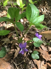 Viola triloba