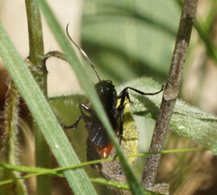 Protichneumon grandis
