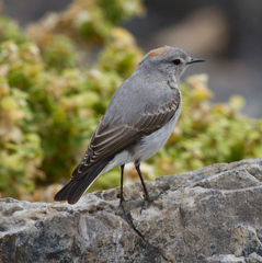 Muscisaxicola rufivertex