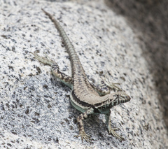 Microlophus atacamensis