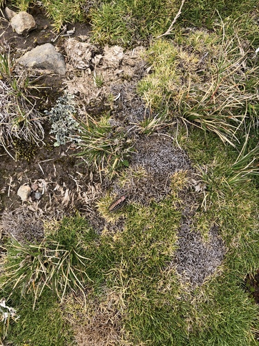 Foto de Aciachne pulvinata