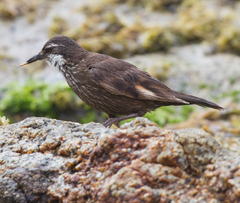 Cinclodes nigrofumosus