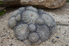 Copiapoa cinerascens
