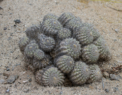 Copiapoa cinerascens