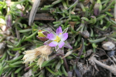 Spergularia