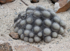 Copiapoa cinerascens