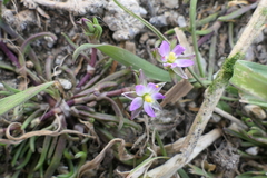 Spergularia