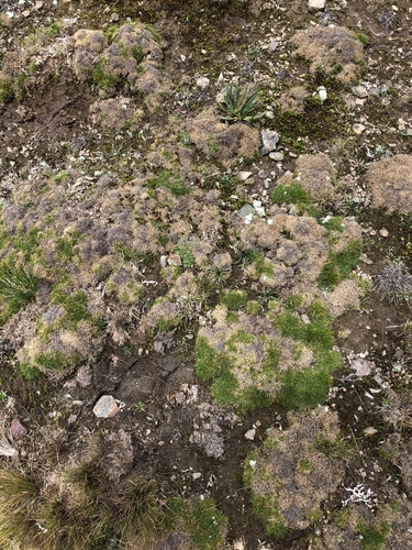 Foto de Aciachne pulvinata