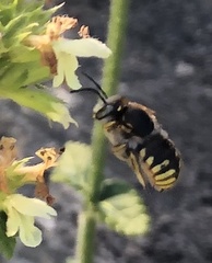 Anthidium manicatum