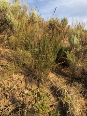 Thamnochortus glaber