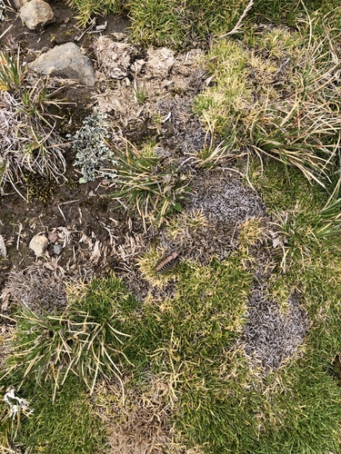 Foto de Aciachne pulvinata