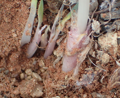 Image of Gethyllis linearis by (c) Nicola van Berkel, some rights reserved (CC BY-SA)
