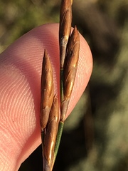 Thamnochortus glaber