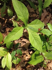 Triosteum angustifolium