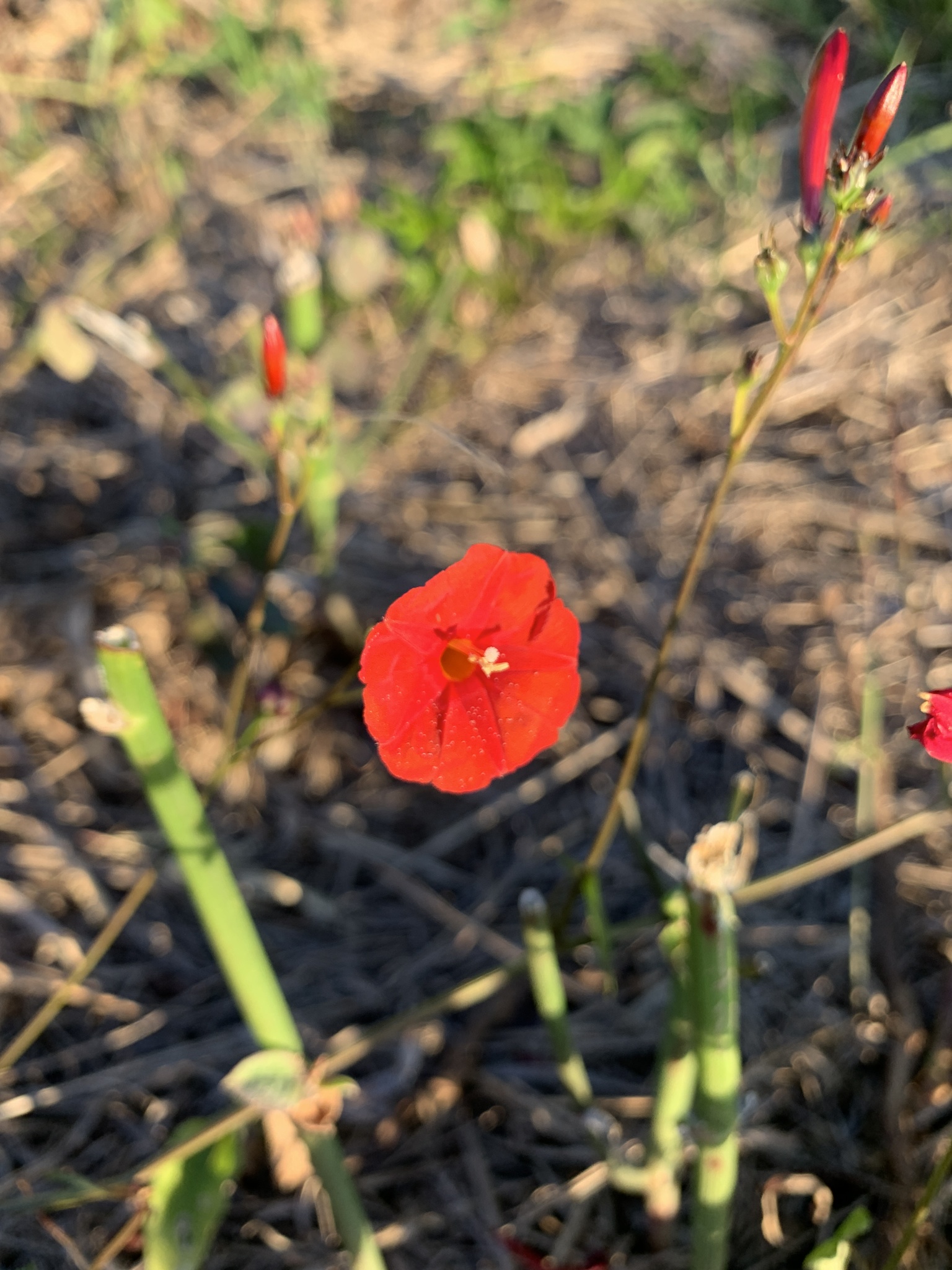 Ipomoea hederifolia