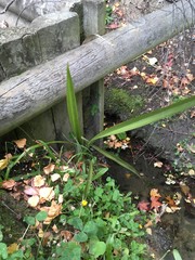 Phormium