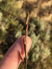 Thamnochortus glaber