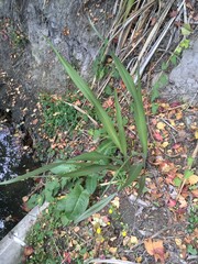 Phormium