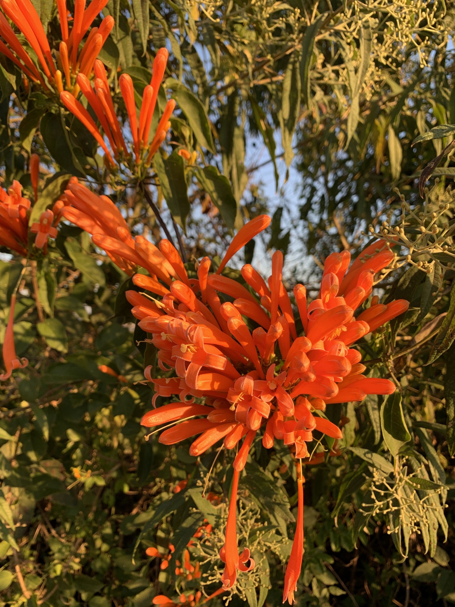 Pyrostegia venusta
