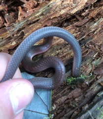 Carphophis amoenus amoenus