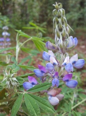 Lupinus reflexus