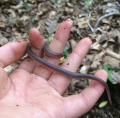 Carphophis amoenus amoenus