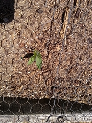Zea mays rugosa