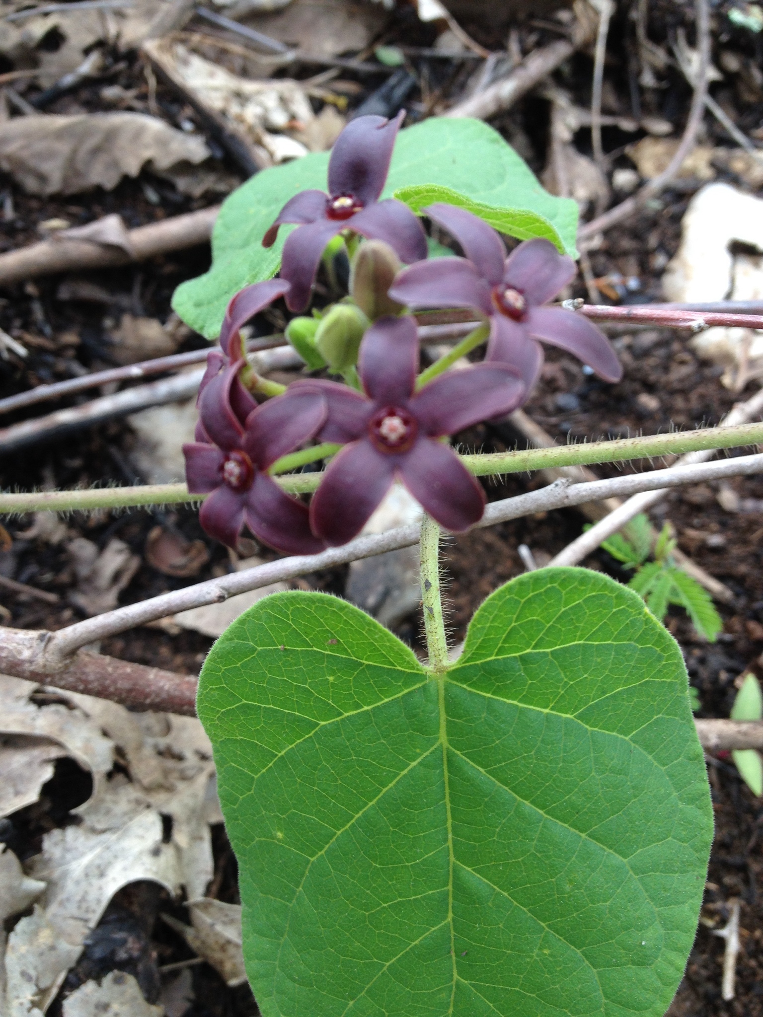 Matelea carolinensis