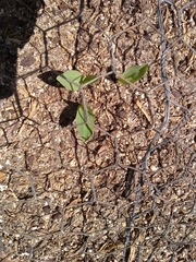 Zea mays rugosa