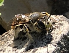 Anthidium manicatum