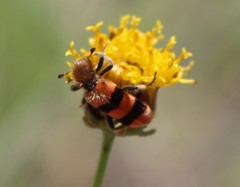 Trichodes bibalteatus