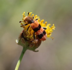 Trichodes bibalteatus